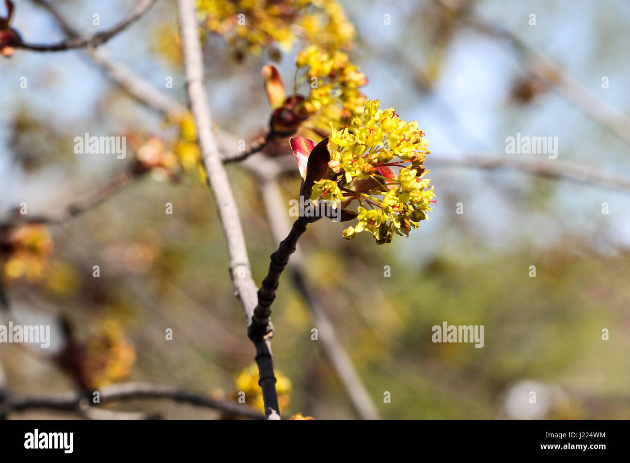 early signs of spring. maple tree bursts into yellowish flowers on a