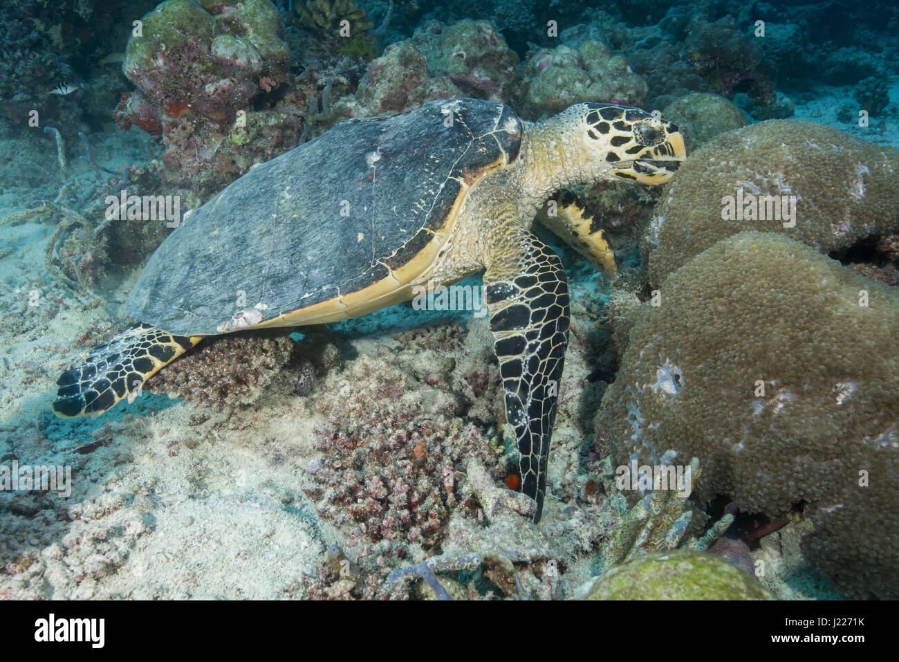 Photo inspiration: Fresh Hawksbill Feeding India Angle Depending Four Reference: Hawksbill Sea Turtle Eretmochelys Imbricata Feed Coral Indian Ocean