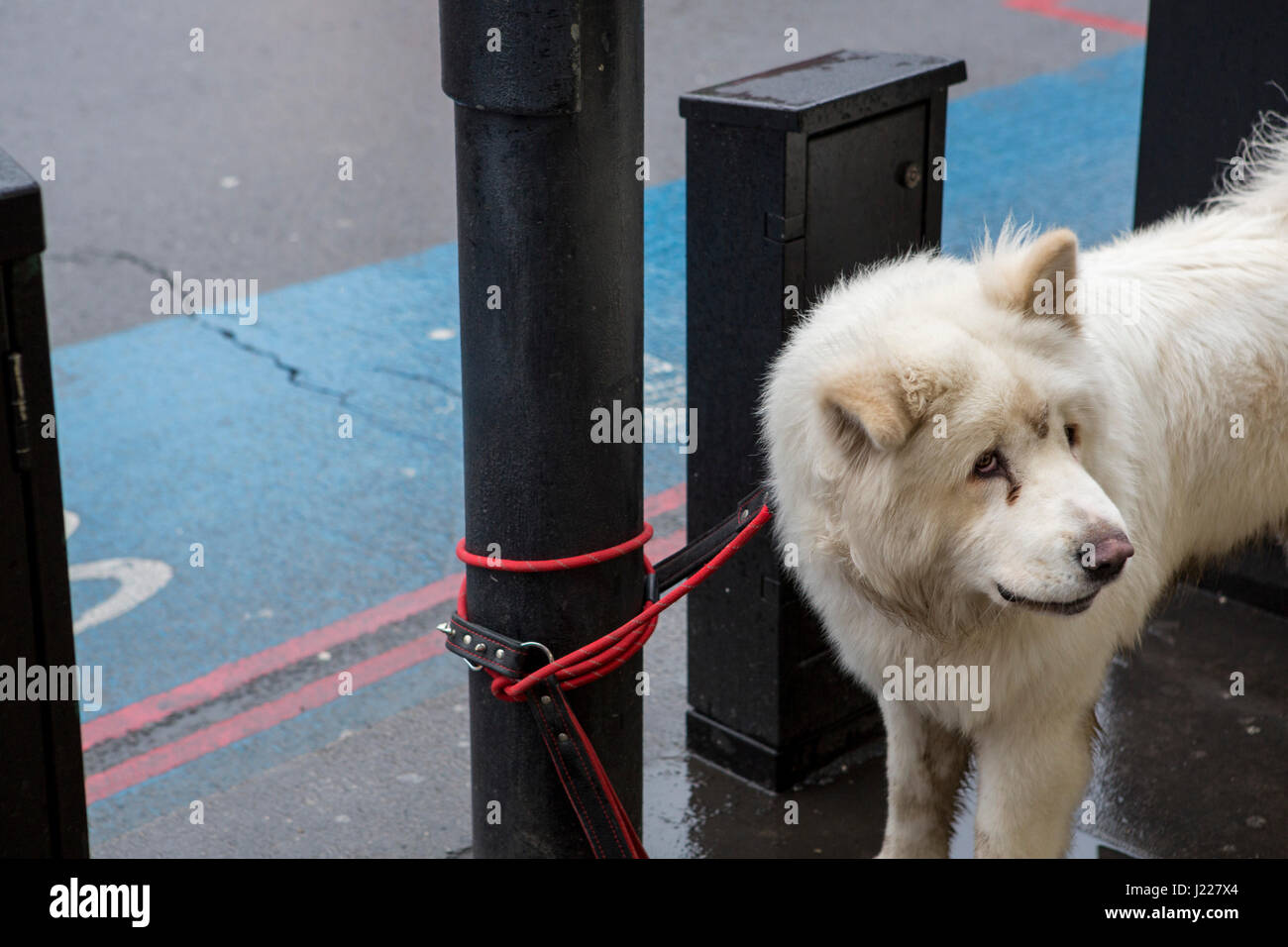 Large white dog tied up outside shops on Tooting High street in south