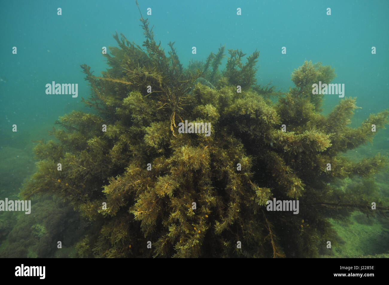 Almost spherical bush of brown sea weeds in blue but murky water. Stock Photo