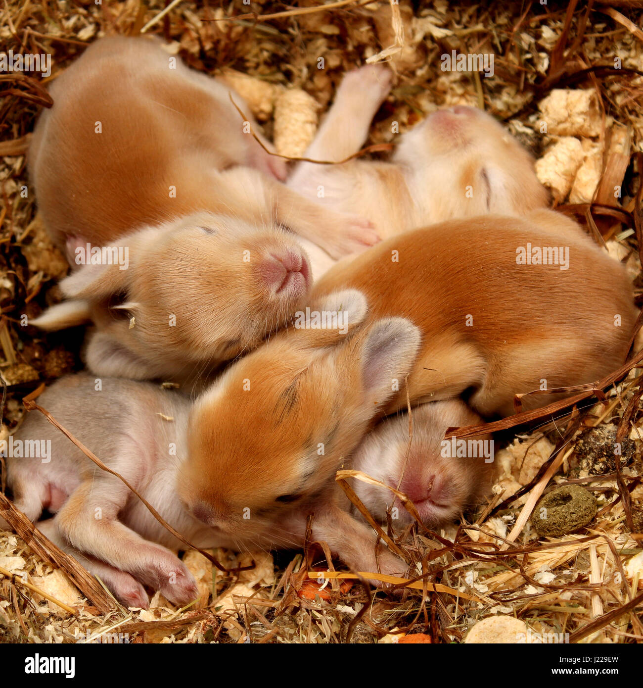 Little rabbit babies sleeping together. Cute pets Stock Photo - Alamy