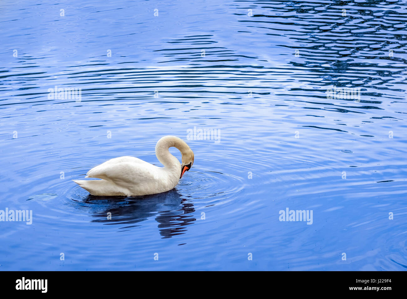 White swan swimming in a lake. Bird in a pond Stock Photo - Alamy