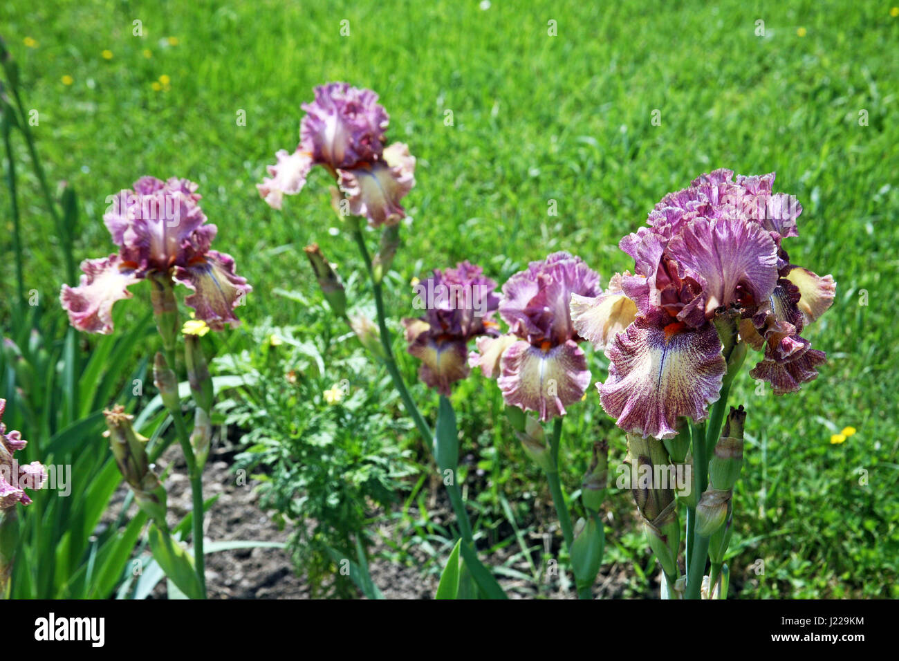 Springtime garden flowers,iris,Zagreb,Croatia,Europe,2 Stock Photo