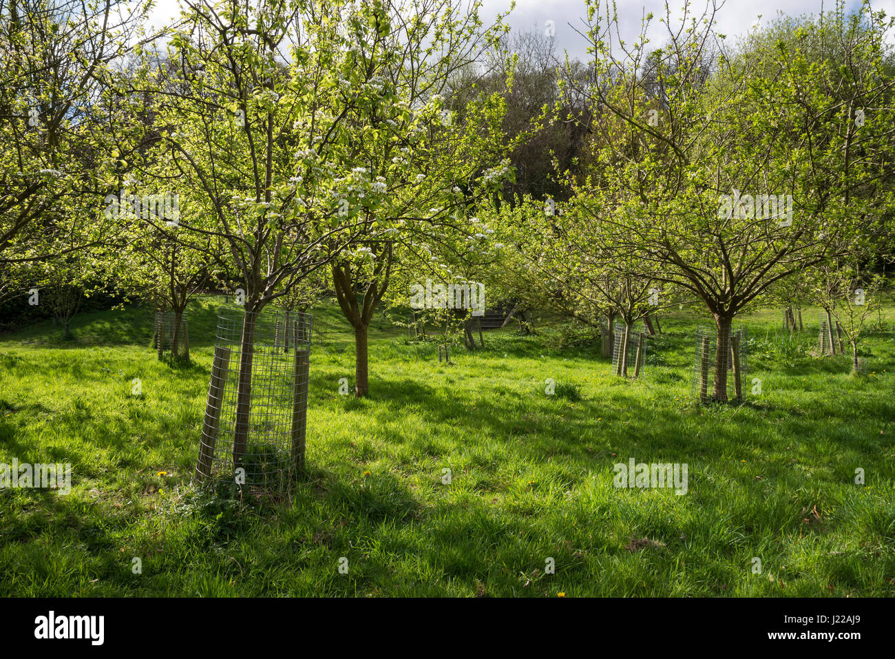 Orchard at Cheetham park, Stalybridge, Greater Manchester Stock Photo