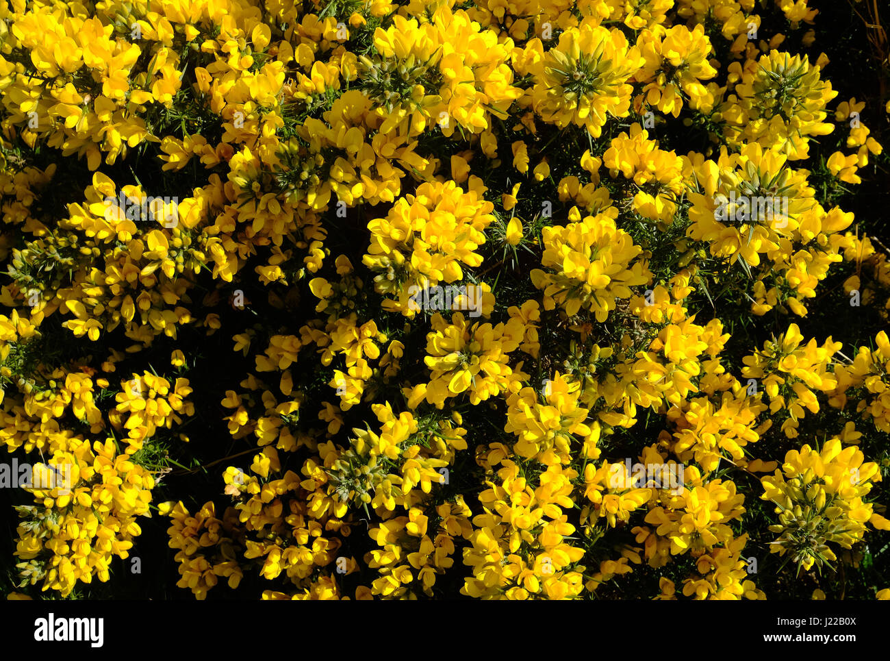 Gorse bush in bloom Stock Photo