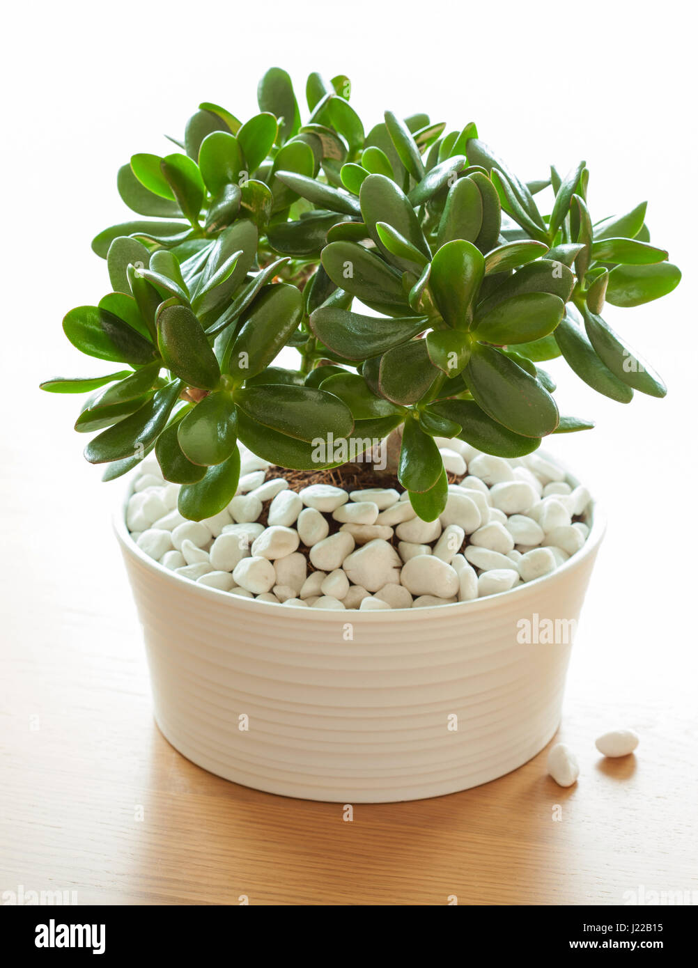 houseplant Crassula ovata jade plant money tree in white pot Stock Photo Alamy