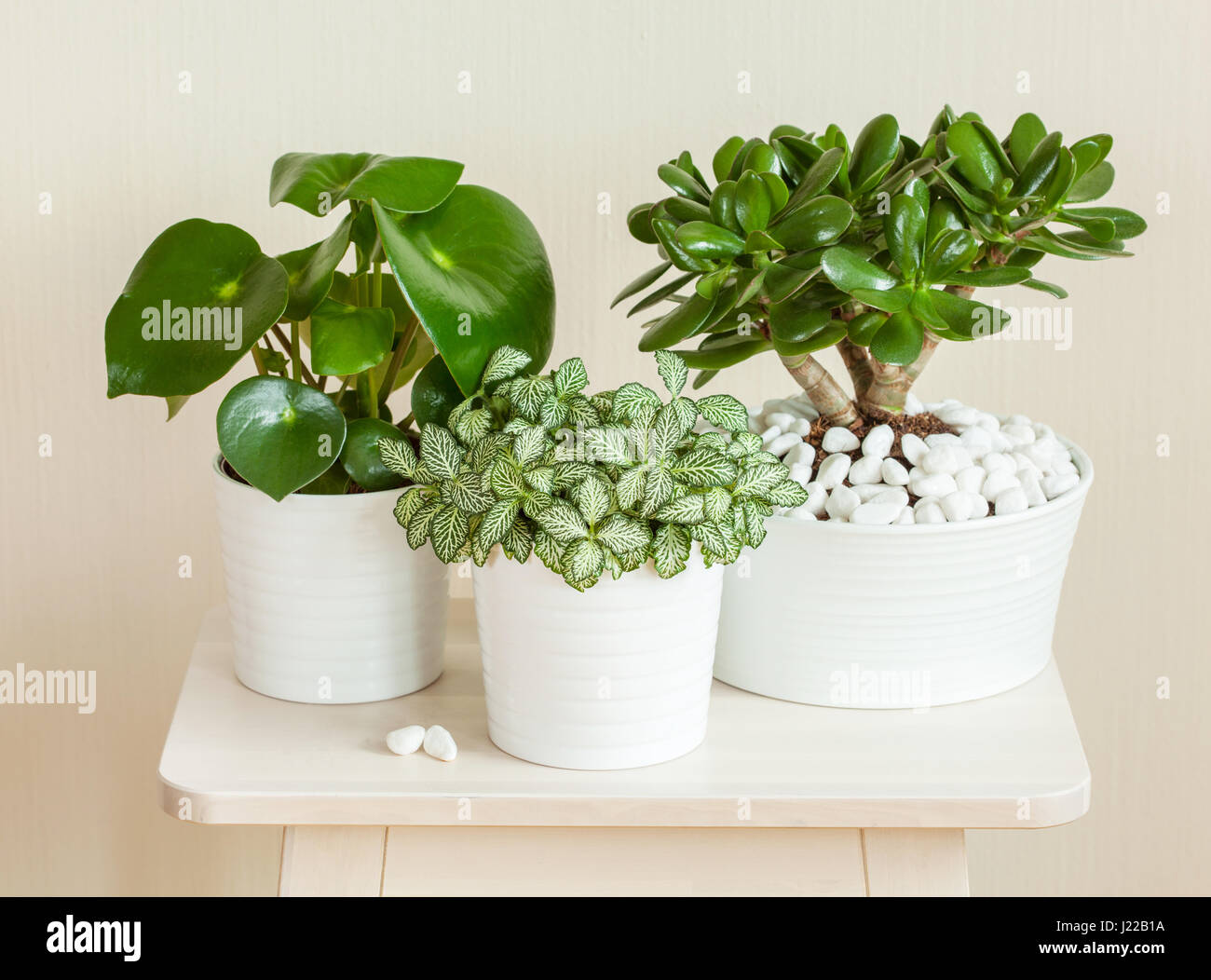 houseplants fittonia albivenis, crassula ovata, peperomia in white pots Stock Photo