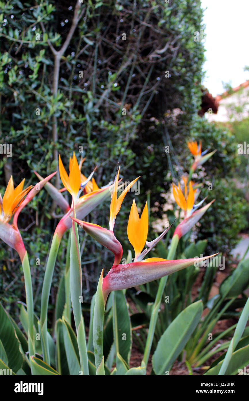 A cluster of BirdofParadise plants in full bloom Stock Photo Alamy