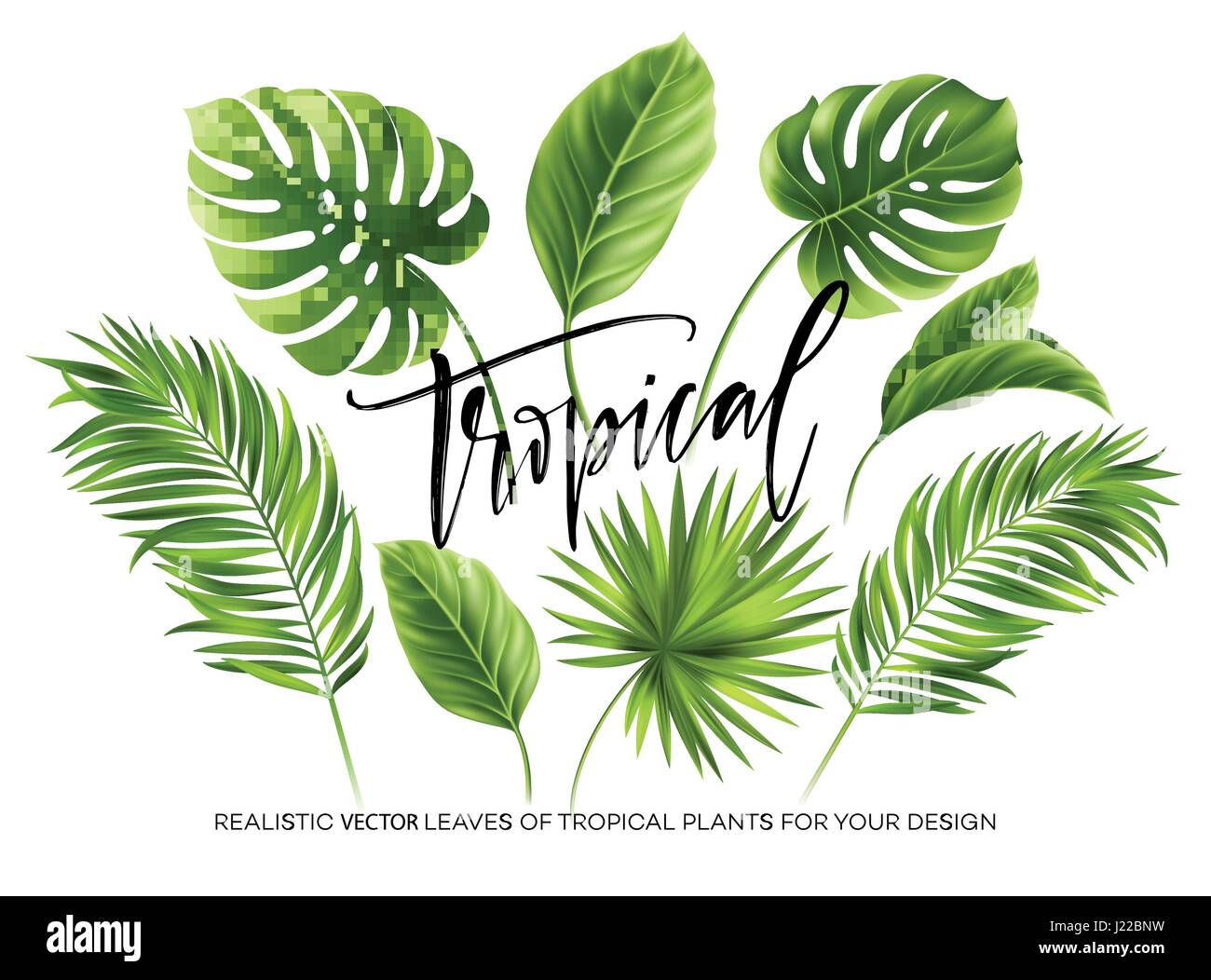 Tropical palm leaves set isolated on white background. Vector ...