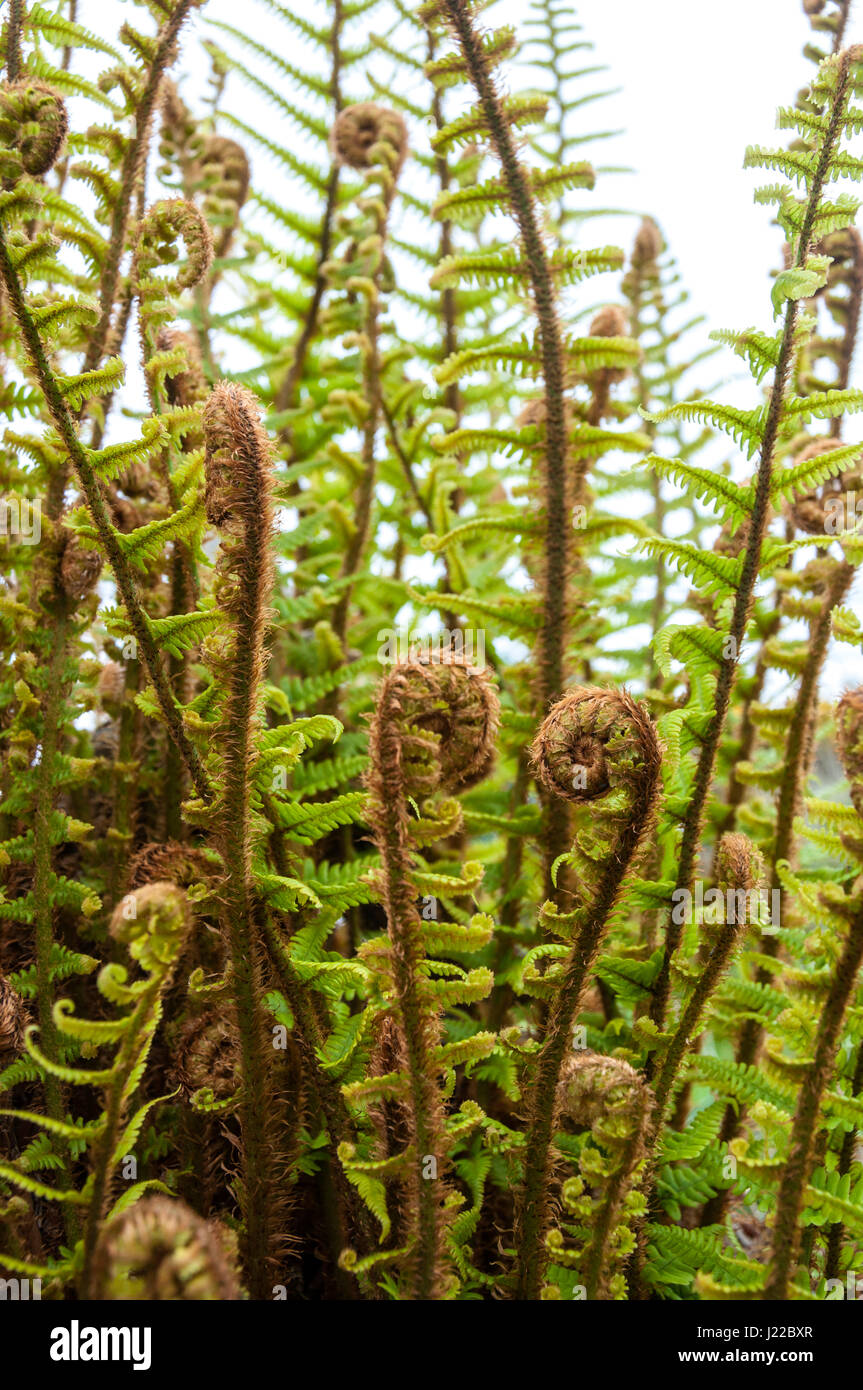 Fern unrolling a new frond. New growth in spring. Ferns renewal. Rebirth. Stock Photo