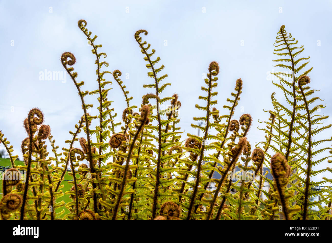 Fern unrolling a new frond. New growth in spring. Ferns renewal. Rebirth. Stock Photo