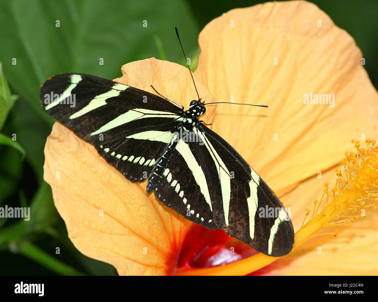Zebra Longwing or Zebra Heliconian butterfly (Heliconius charithonia) on a tropical hibiscus flower Stock Photo