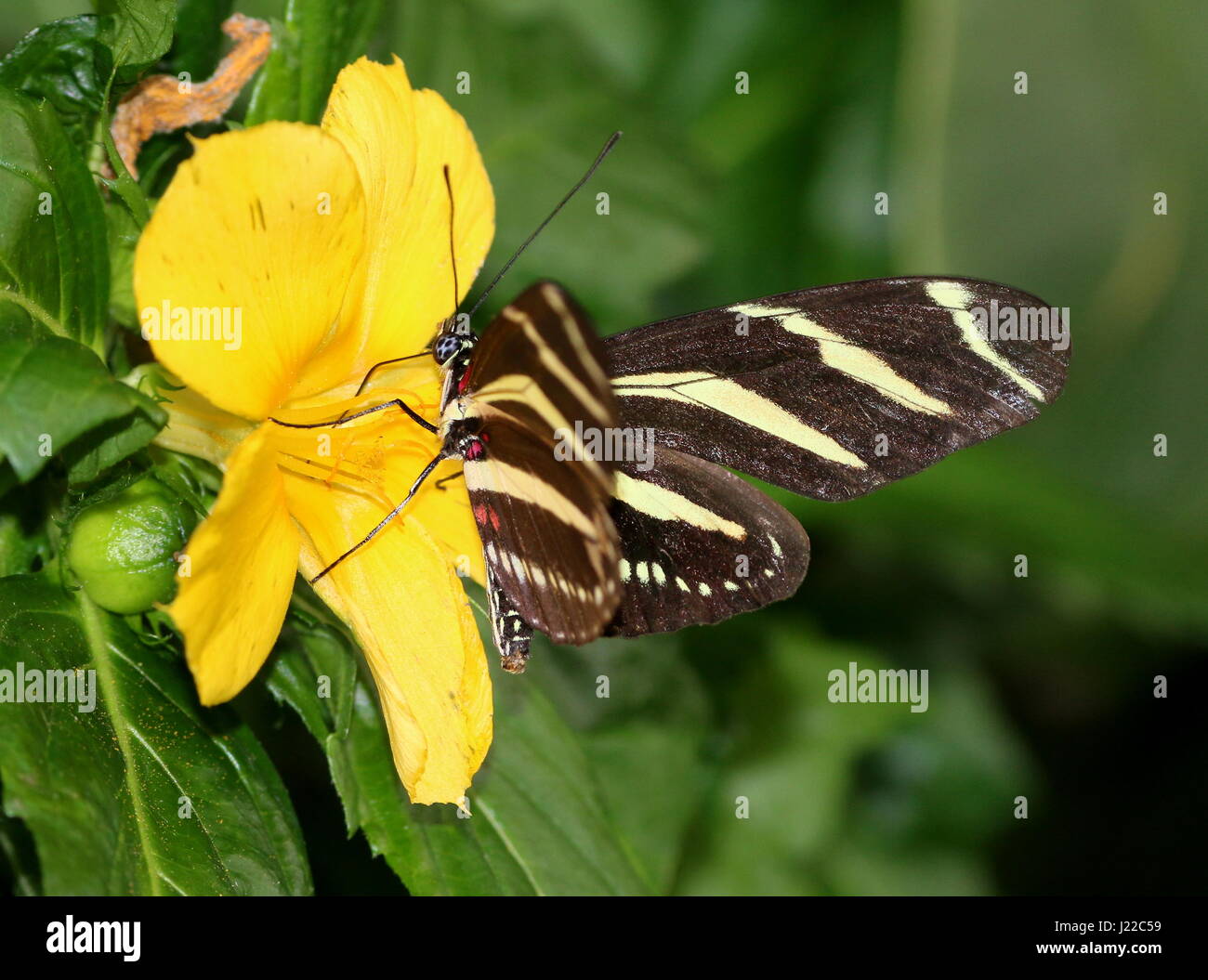 Neotropical Zebra Longwing or Zebra Heliconian butterfly (Heliconius charithonia) foraging on an exotic  yellow flower Stock Photo