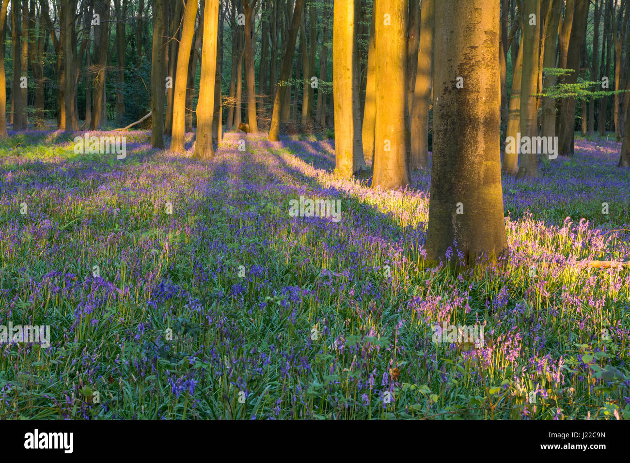 Bluebell wood in warm evening light Stock Photo