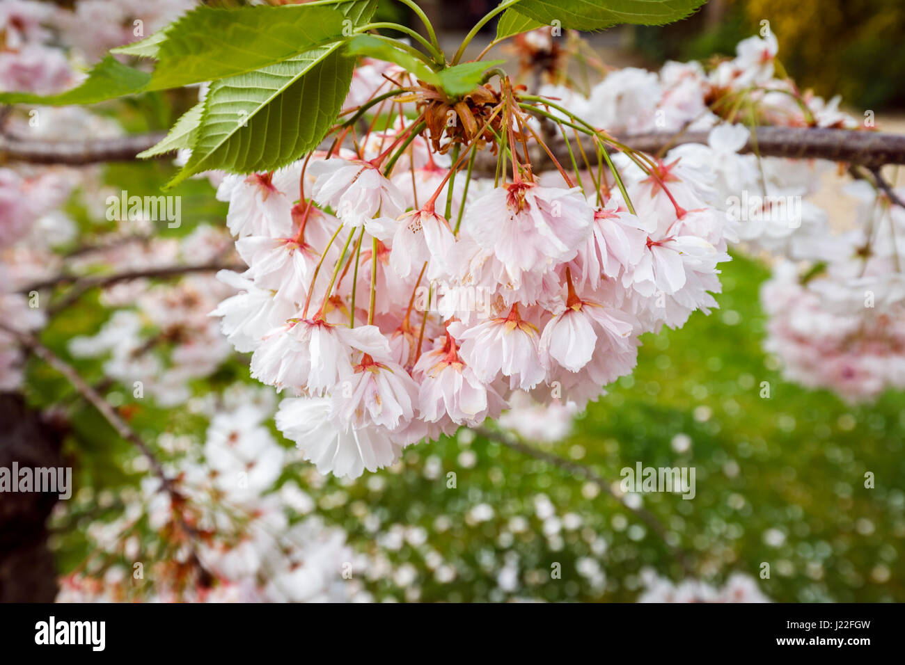 Ornamental white flowering cherry tree blossom (Malus) in flower in springtime in a garden in Surrey, south-east England, blue sky on sunny spring day Stock Photo