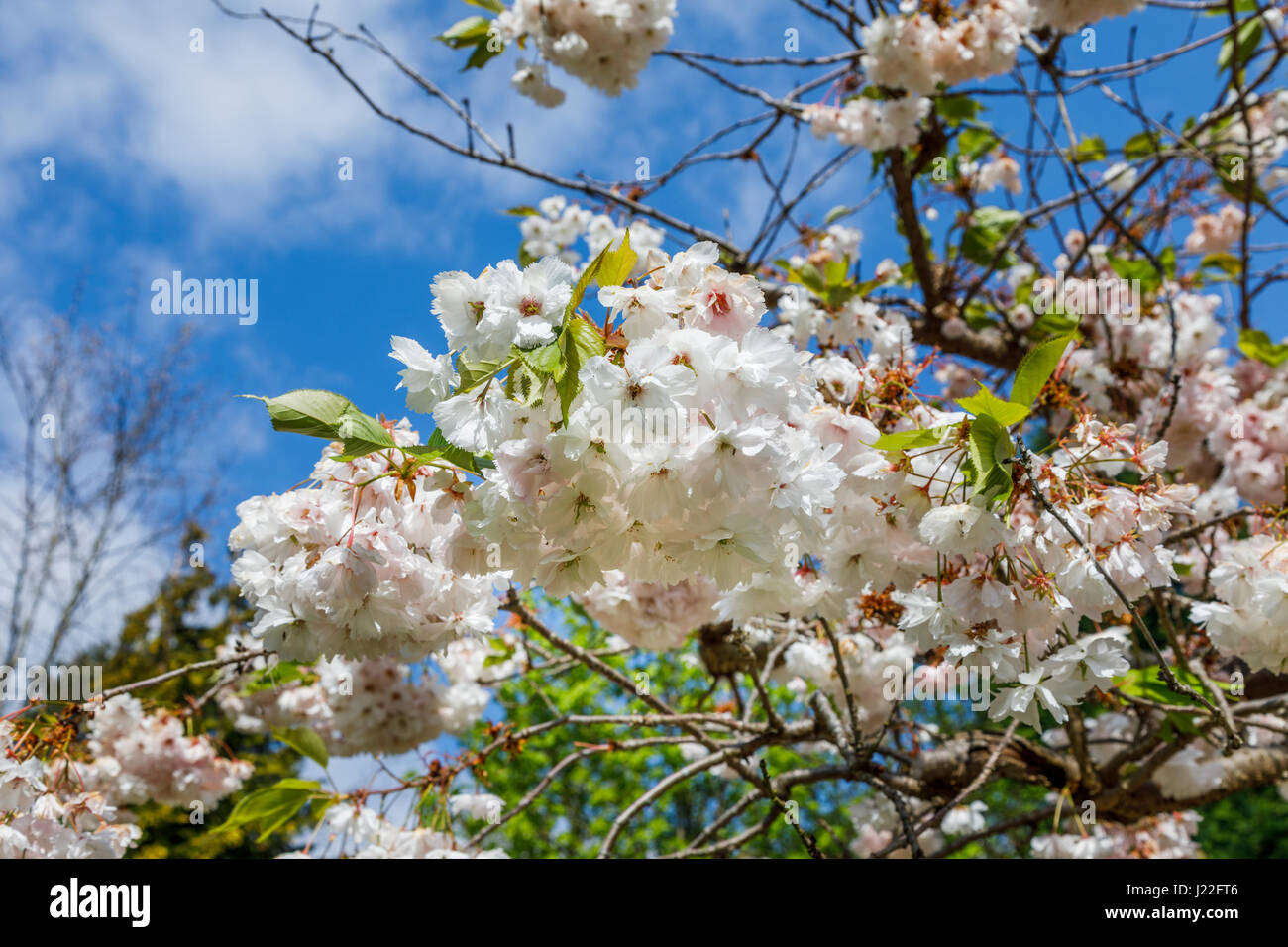 Ornamental white flowering cherry tree blossom (Malus) in flower in springtime in a garden in Surrey, south-east England, blue sky on sunny spring day Stock Photo