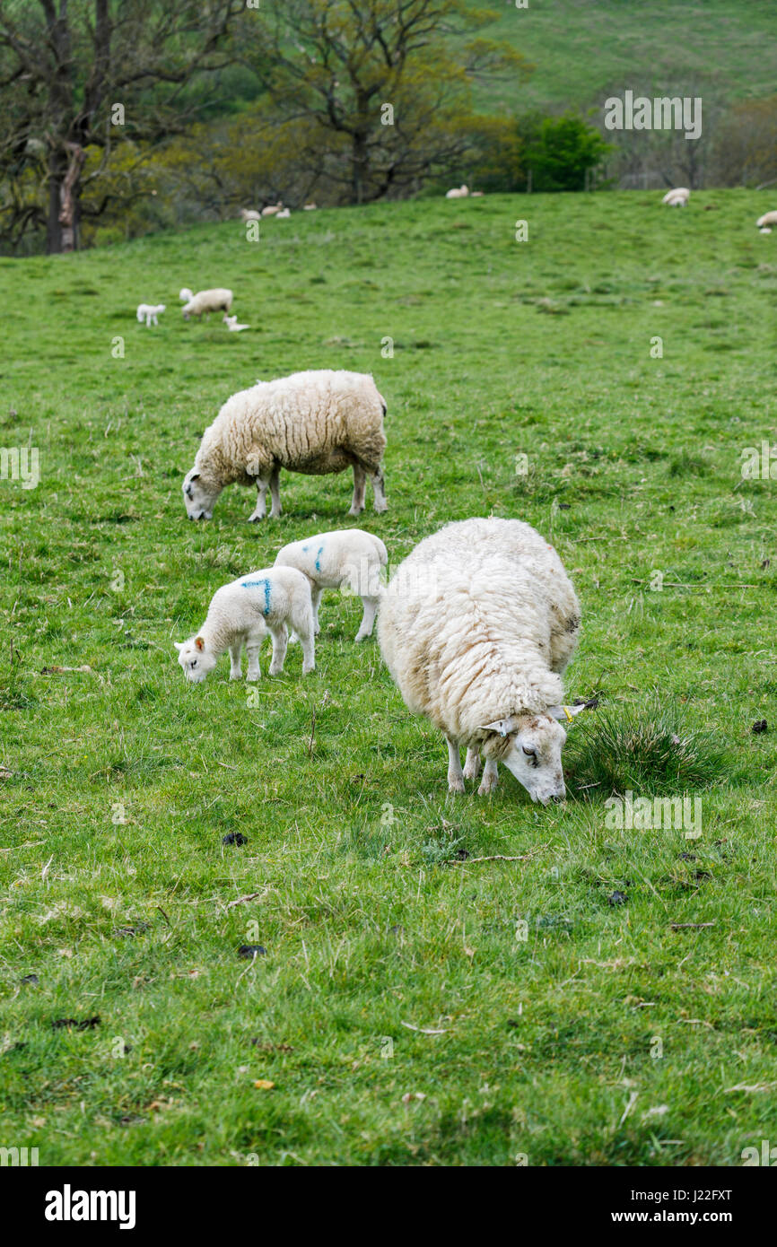 UK livestock farming industry, lambing season: white sheep spring lambs ...