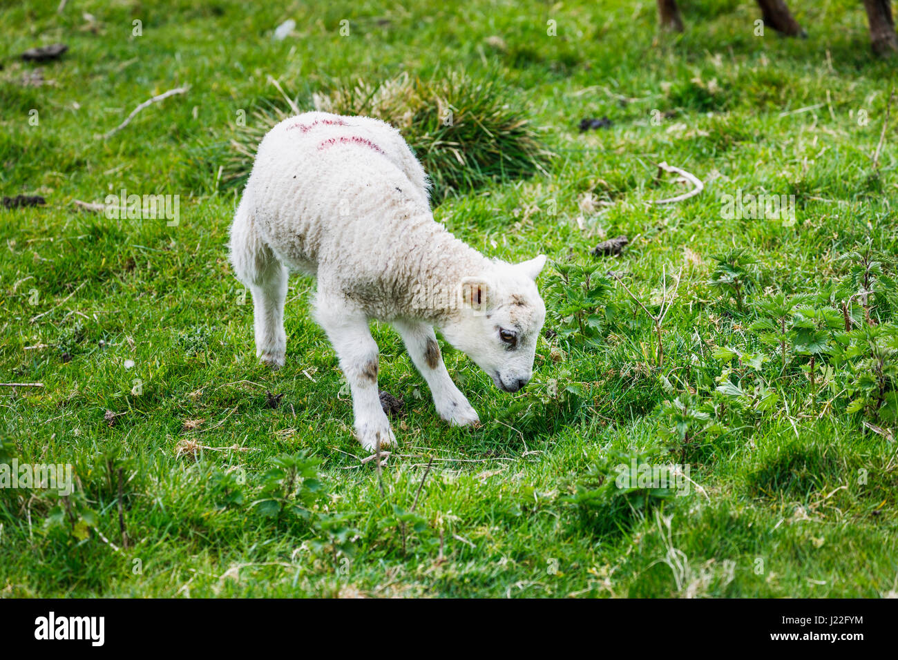 Livestock farming industry in the UK, lambing season: cute white spring lamb standing in a field in rural Gloucestershire, south-west England Stock Photo