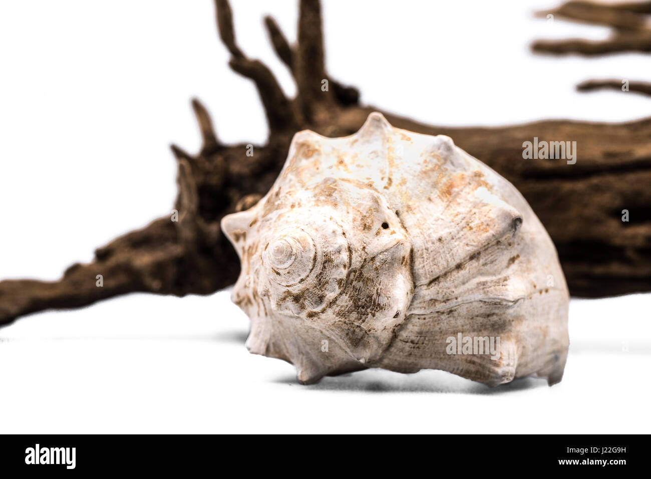 Sea shell and driftwood on white background. Stock Photo