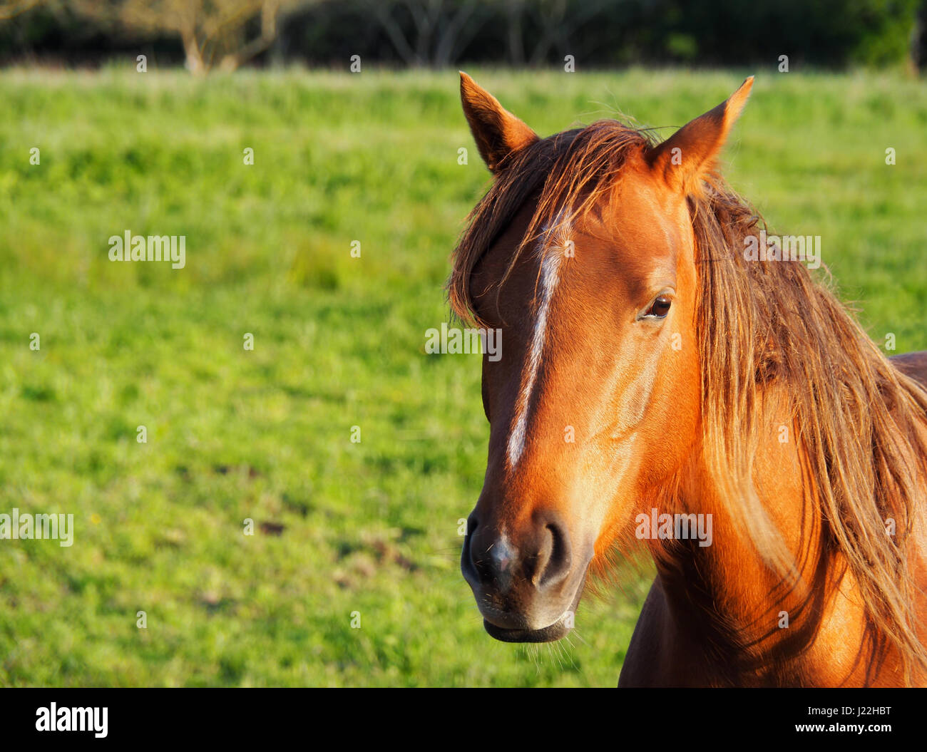 View of a brown horse in a green field Stock Photo - Alamy