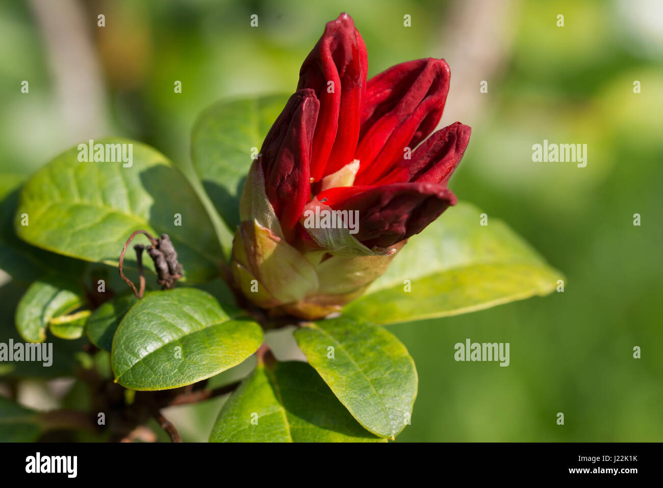 Close up of the Rhododendron Kluis Triumph Stock Photo