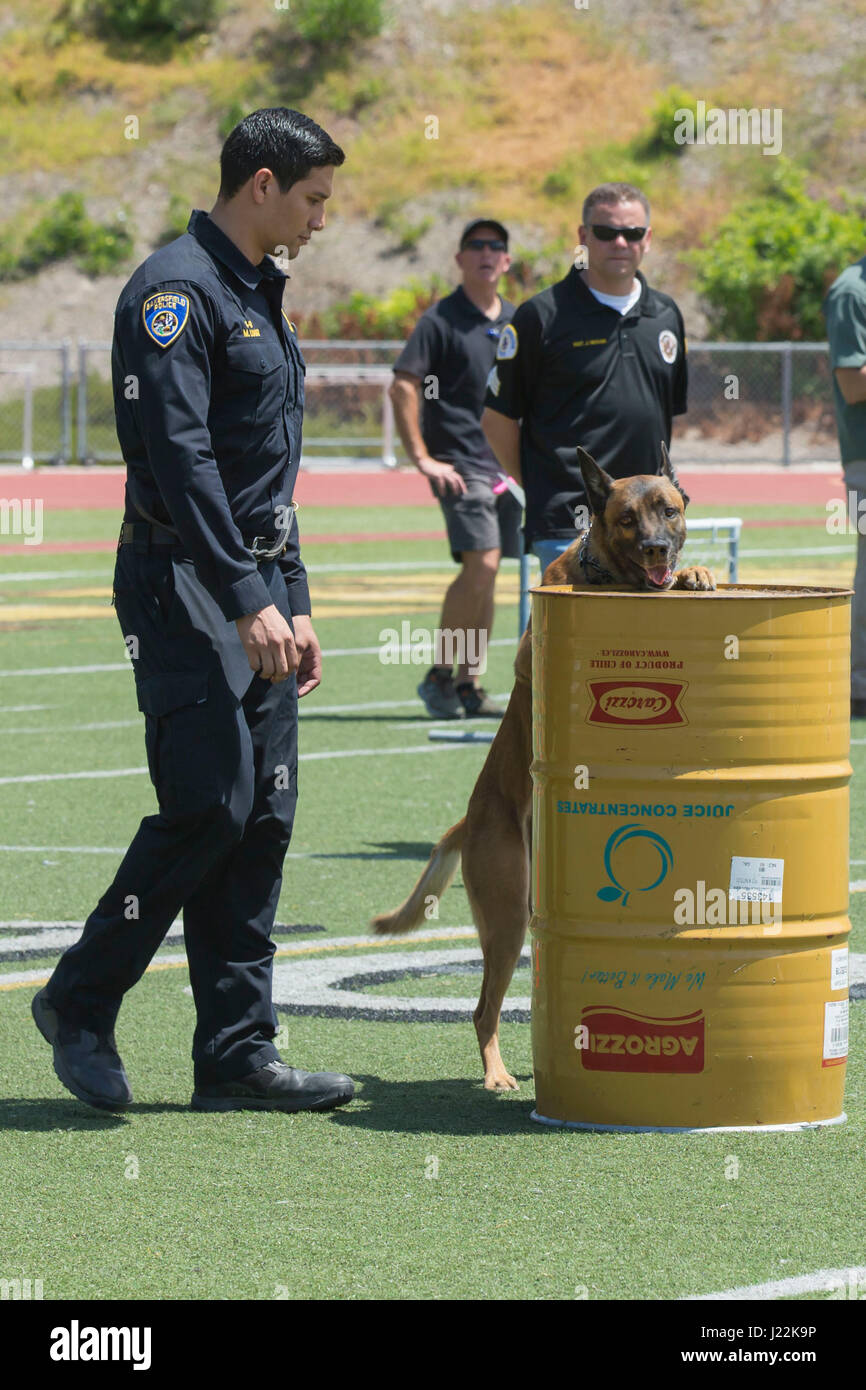 Police Officer Marc Lugo, Bakersfield Police Department Canine Unit, runs his canine, Kyro, through an obstacle for the 1st Annual City of Oceanside Public Safety Fair at El Camino High School football field in Oceanside, Calif., April 22, 2017. (U.S. Marine Corps photo by Lance Cpl. Brooke Woods) Stock Photo