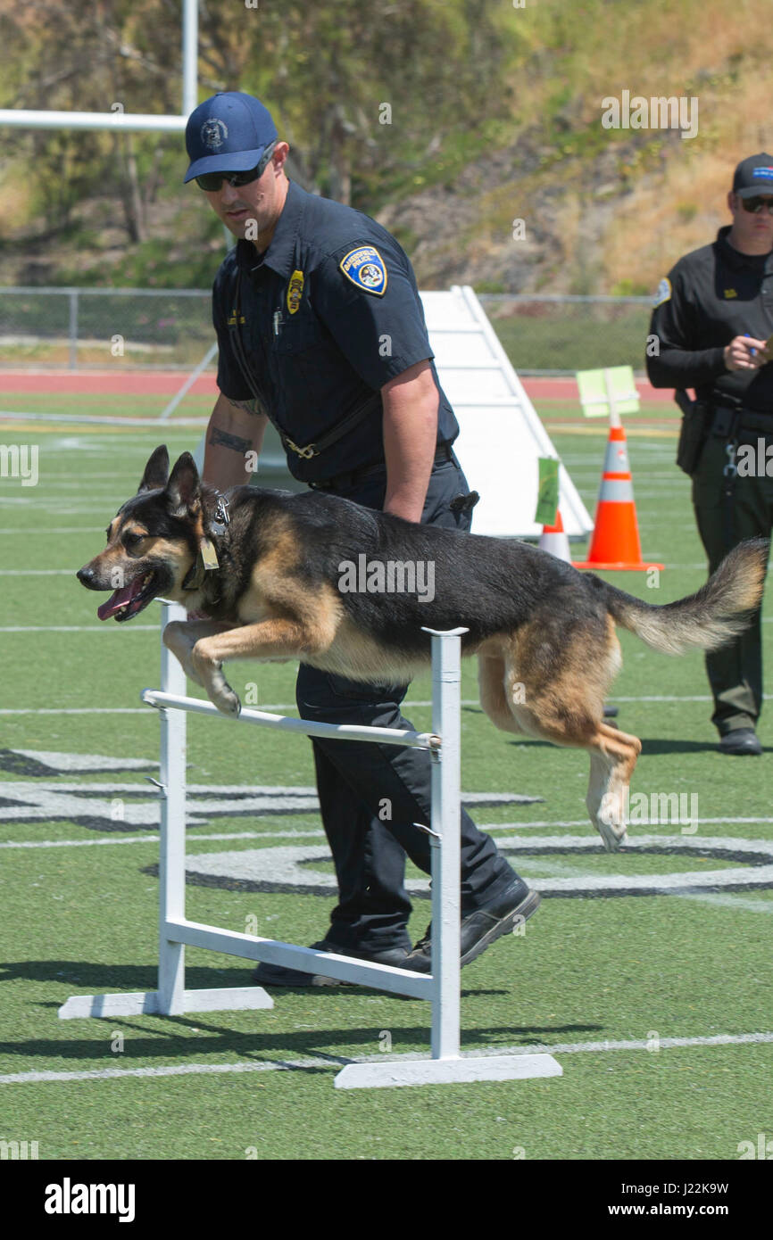 Police Officer John Otterness, Bakersfield Police Department Canine Unit, runs his canine, Rico, through an obstacle for the 1st Annual City of Oceanside Public Safety Fair at El Camino High School football field in Oceanside, Calif., April 22, 2017. (U.S. Marine Corps photo by Lance Cpl. Brooke Woods). Stock Photo