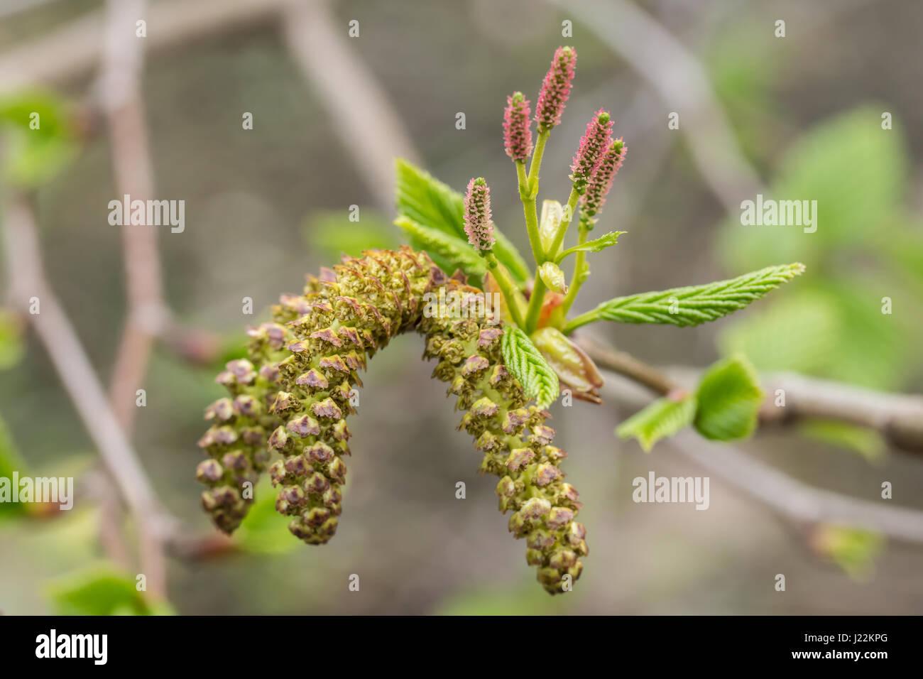 Close up of female and male catkins of the Alnus maximowiczii, an alder tree native to east asia. Stock Photo