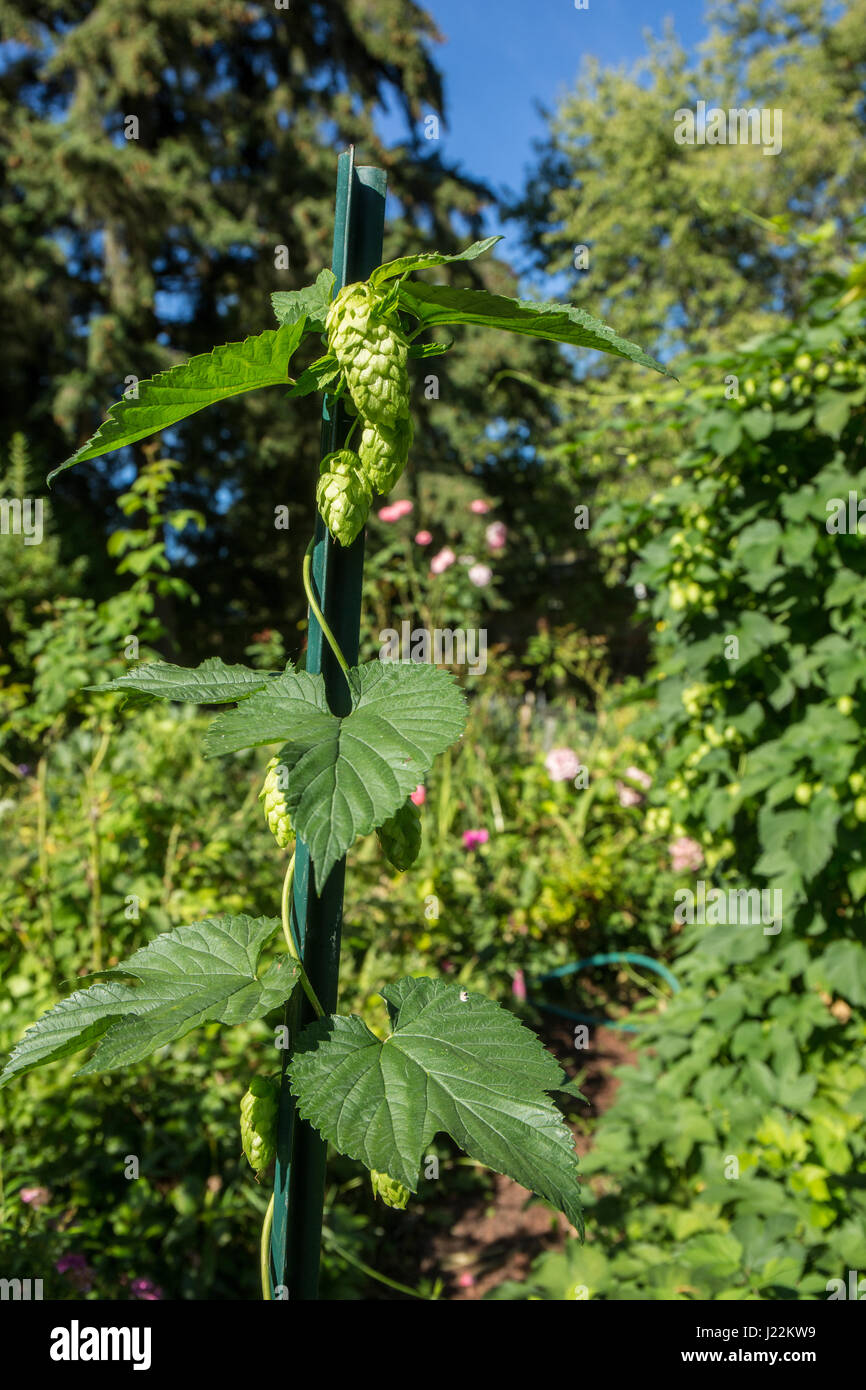 Hops plant growing on a trellis in Bellevue, Washington, USA.  Hops are the female flowers (seed cones, strobiles) of the hop species Humulus lupulus; Stock Photo