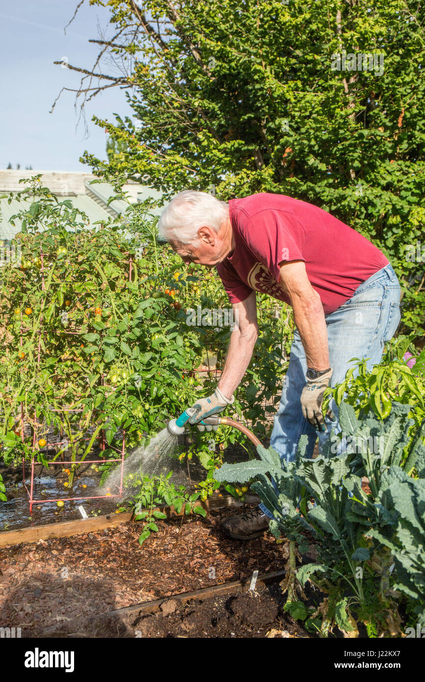 Male master gardener watering tomato plants in a raised bed gardening