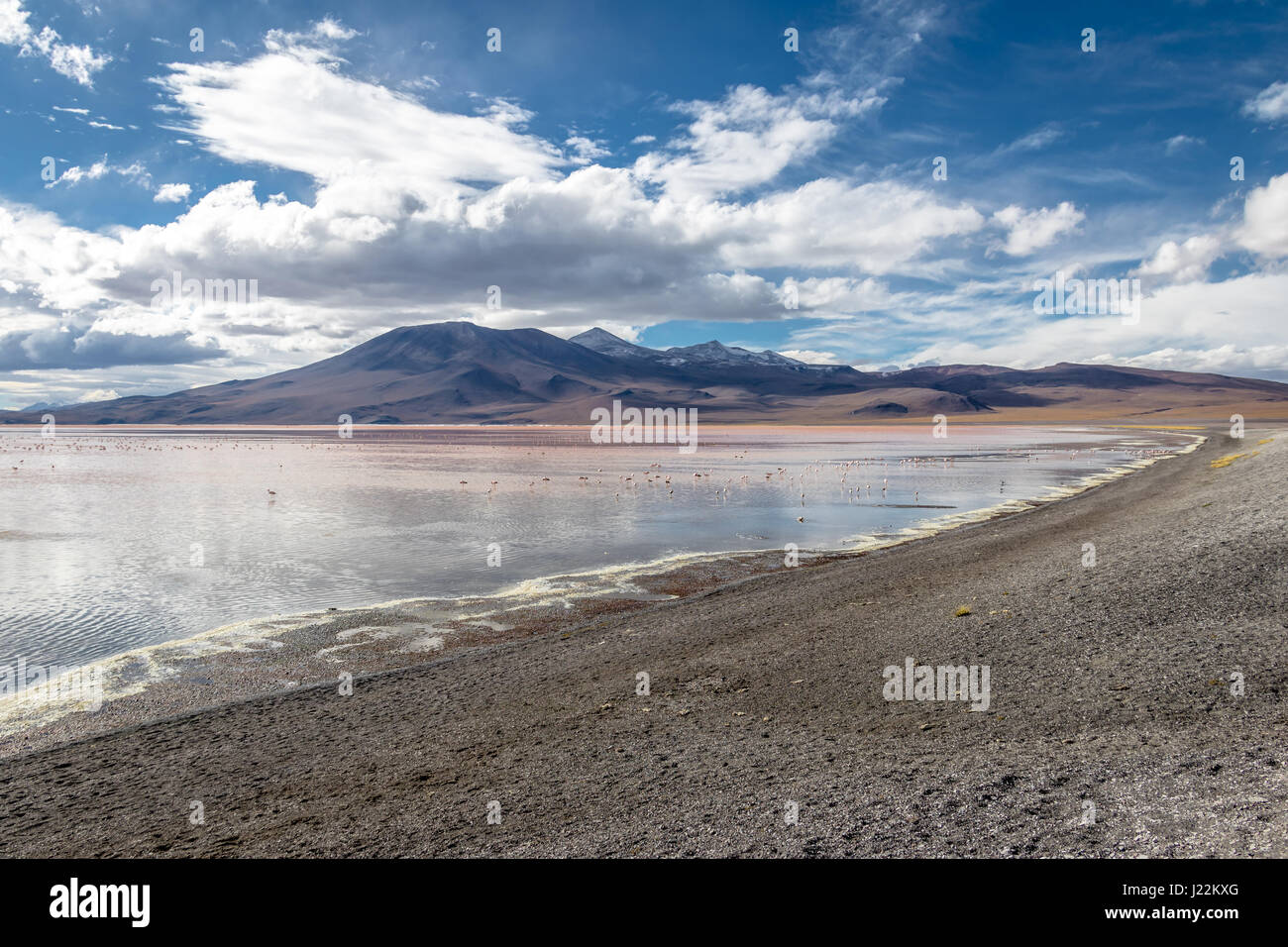Laguna Colorada (Red Lagoon) in Bolivean altiplano - Potosi Department, Bolivia Stock Photo