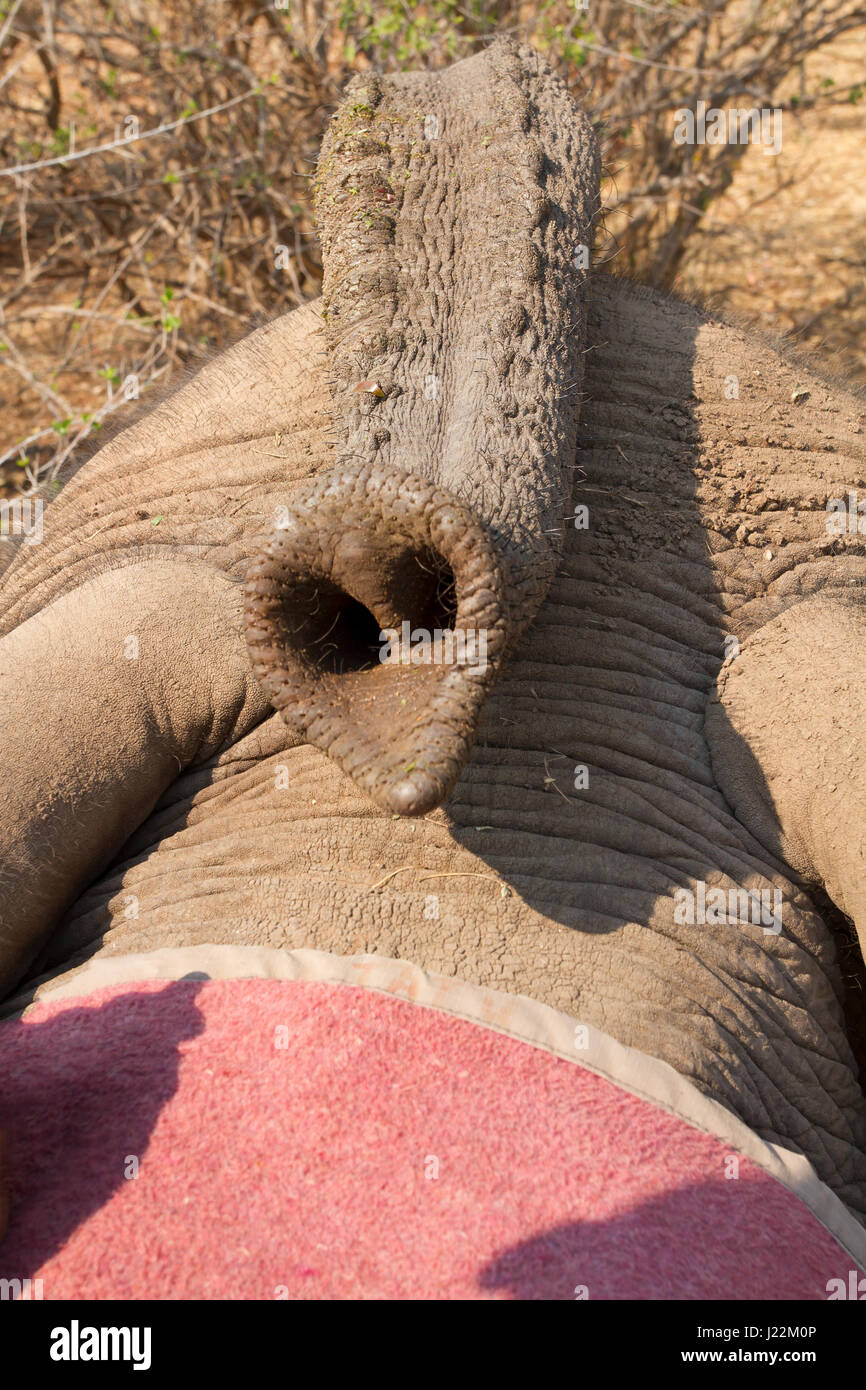 Close-up of elephant trunk as she was begging for peanuts, from the top of the elephant, near Victoria Falls, Zimbabwe, Africa Stock Photo