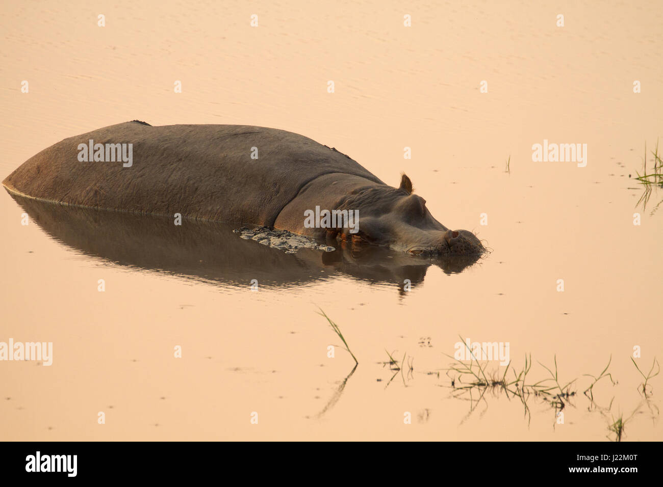 Hippo resting in river in Chobe National Park, Botswana, Africa Stock Photo