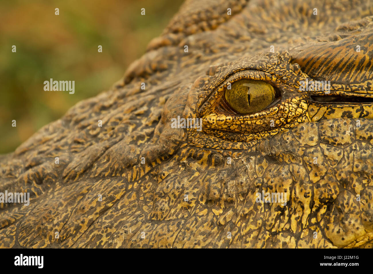 Close-up of Nile Crocodile's cheek and eye, next to the Chobe River in Chobe National Park, Botswana, Africa Stock Photo
