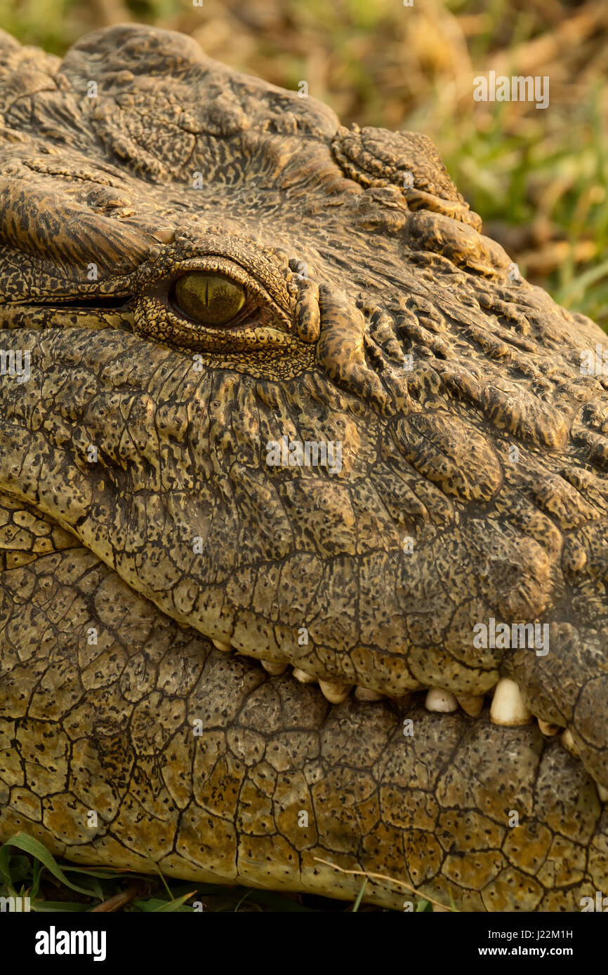 Close-up of Nile Crocodile's head, next to the Chobe River in Chobe National Park, Botswana, Africa Stock Photo