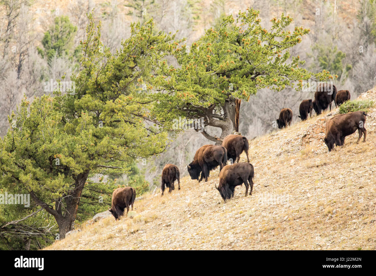 Bison herd grazing on a steep hillside in Yellowstone National Park, Wyoming, USA Stock Photo