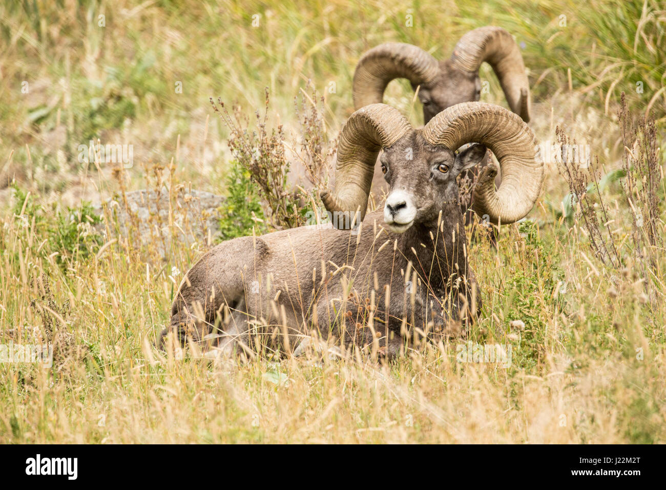 Two male Bighorn Sheep resting in Yellowstone National Park, Wyoming, USA Stock Photo