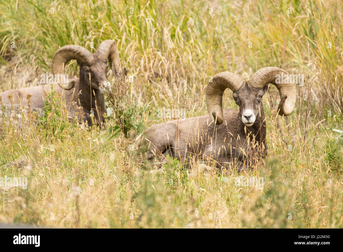 Two male Bighorn Sheep resting in Yellowstone National Park, Wyoming, USA Stock Photo