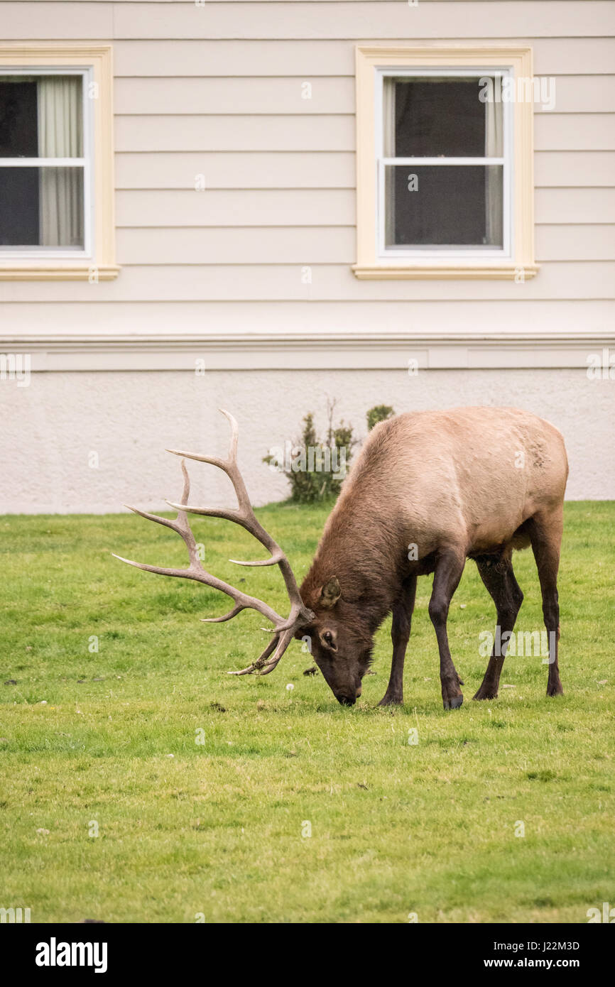 Bull elk rubbing its antlers in the grass near the Mammoth Hot Springs Hotel in Yellowstone National Park, Wyoming, USA.  The elk actually dig their a Stock Photo