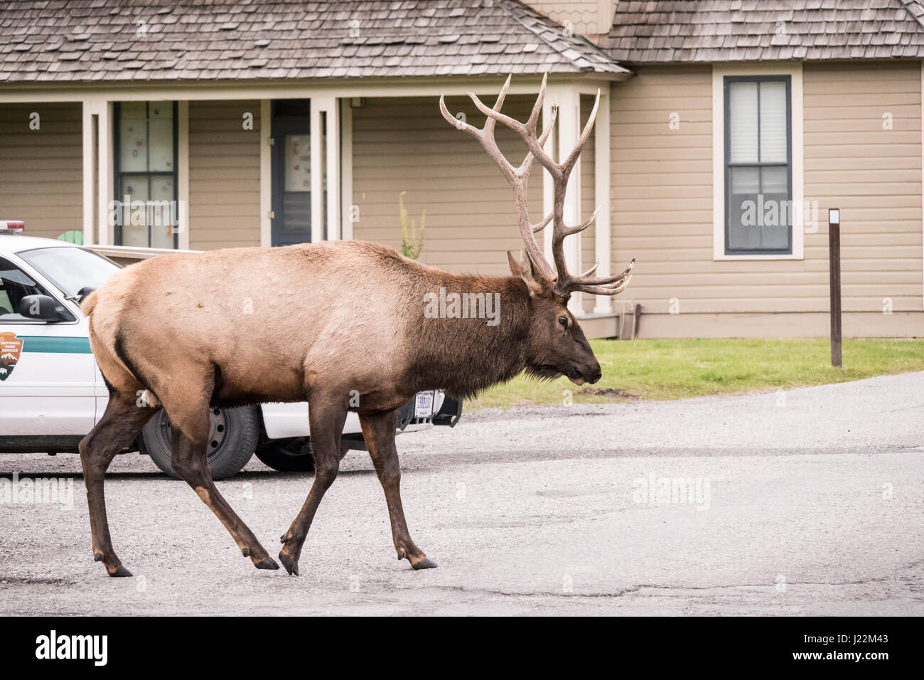 Bull Elk walking by the Mammoth Hot Springs Hotel in Yellowstone National Park, Wyoming, USA.  The rangers believed he moved his harem hear to avoid i Stock Photo