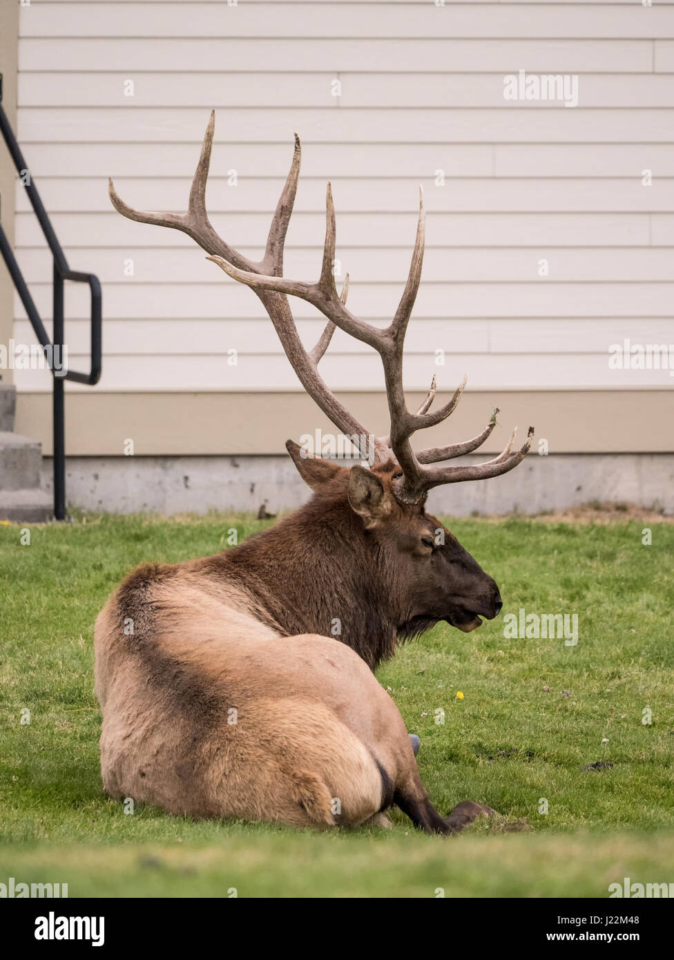 Bull elk vocalizing / bugling near the Mammoth Hot Springs Hotel in Yellowstone National Park, Wyoming, USA.  A bull may bugle to show off for cows, a Stock Photo