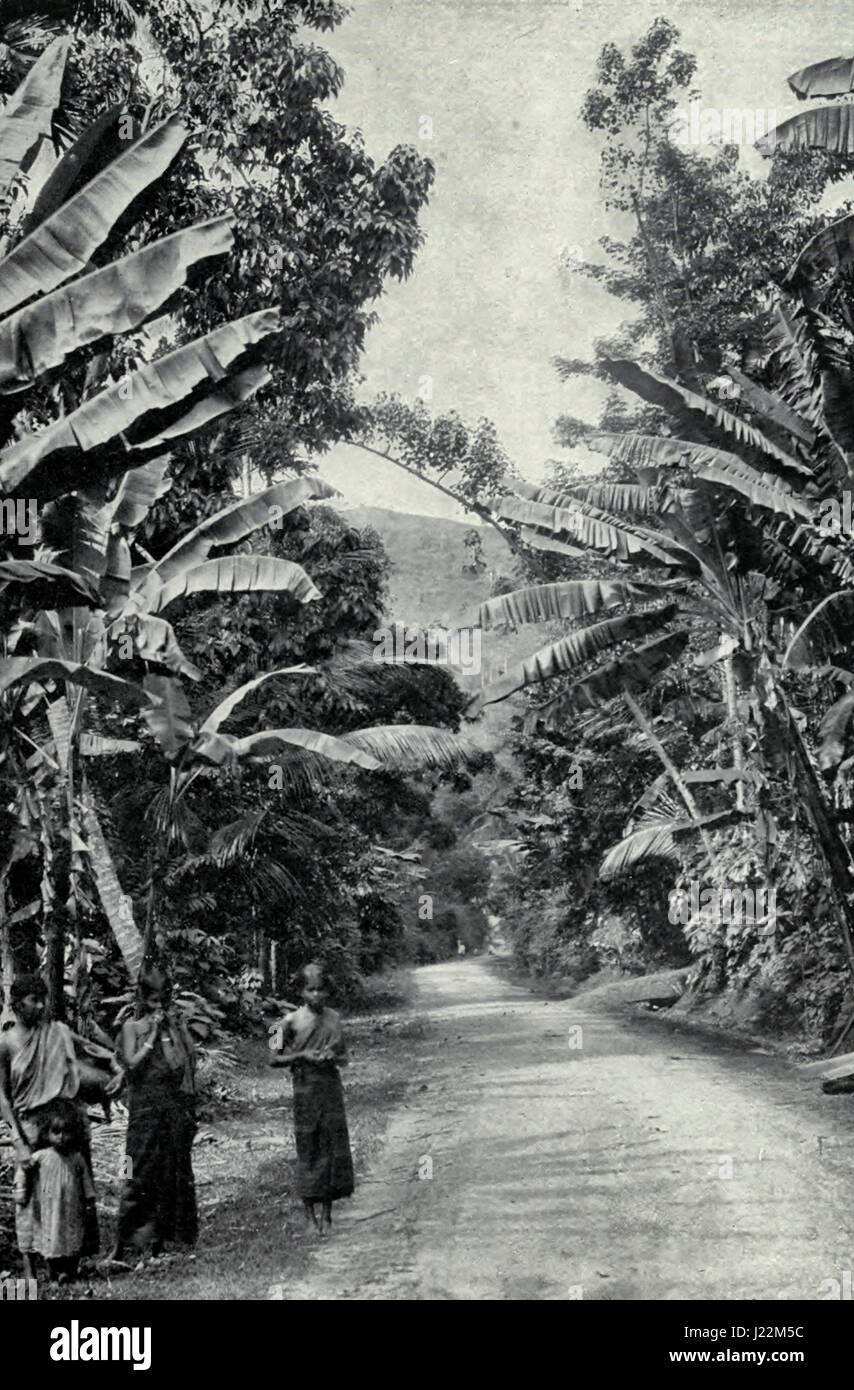 The broad leaves of the Plantains - Ceylon, circa 1900 Stock Photo