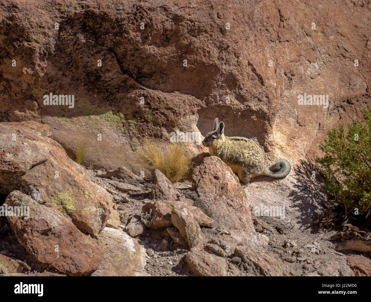 Viscacha or vizcacha (Lagidium viscacia) in Rock Valley of Bolivean altiplano - Potosi Department, Bolivia Stock Photo