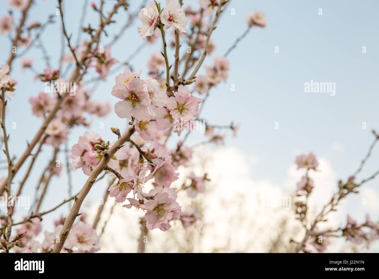 Beautiful photo of blooming almond trees in spring. Stock Photo