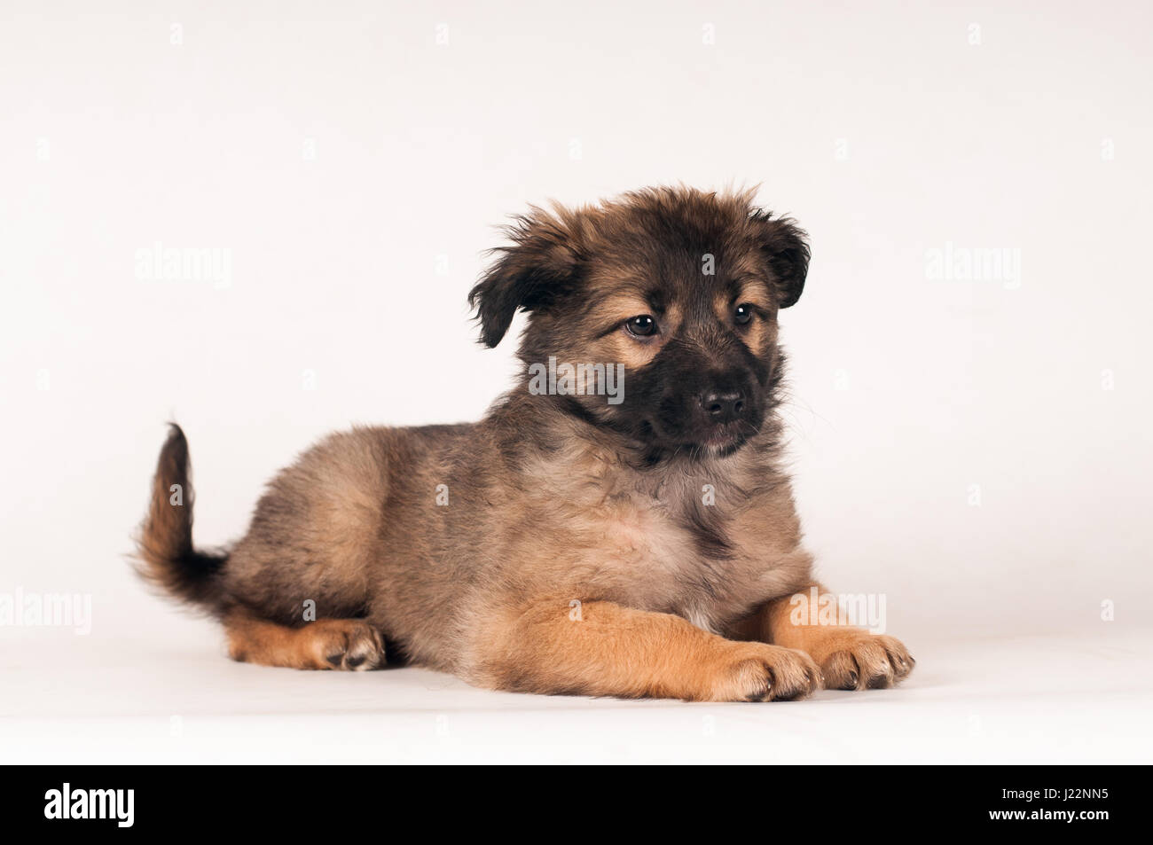 Cute little mixed breed puppy lying portrait on white background Stock ...