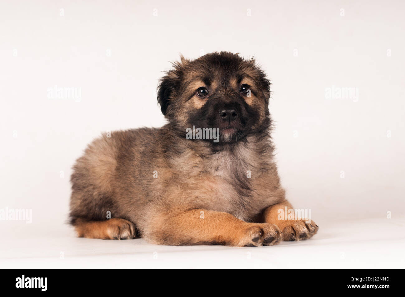 Cute little mixed breed puppy lying portrait on white background Stock ...