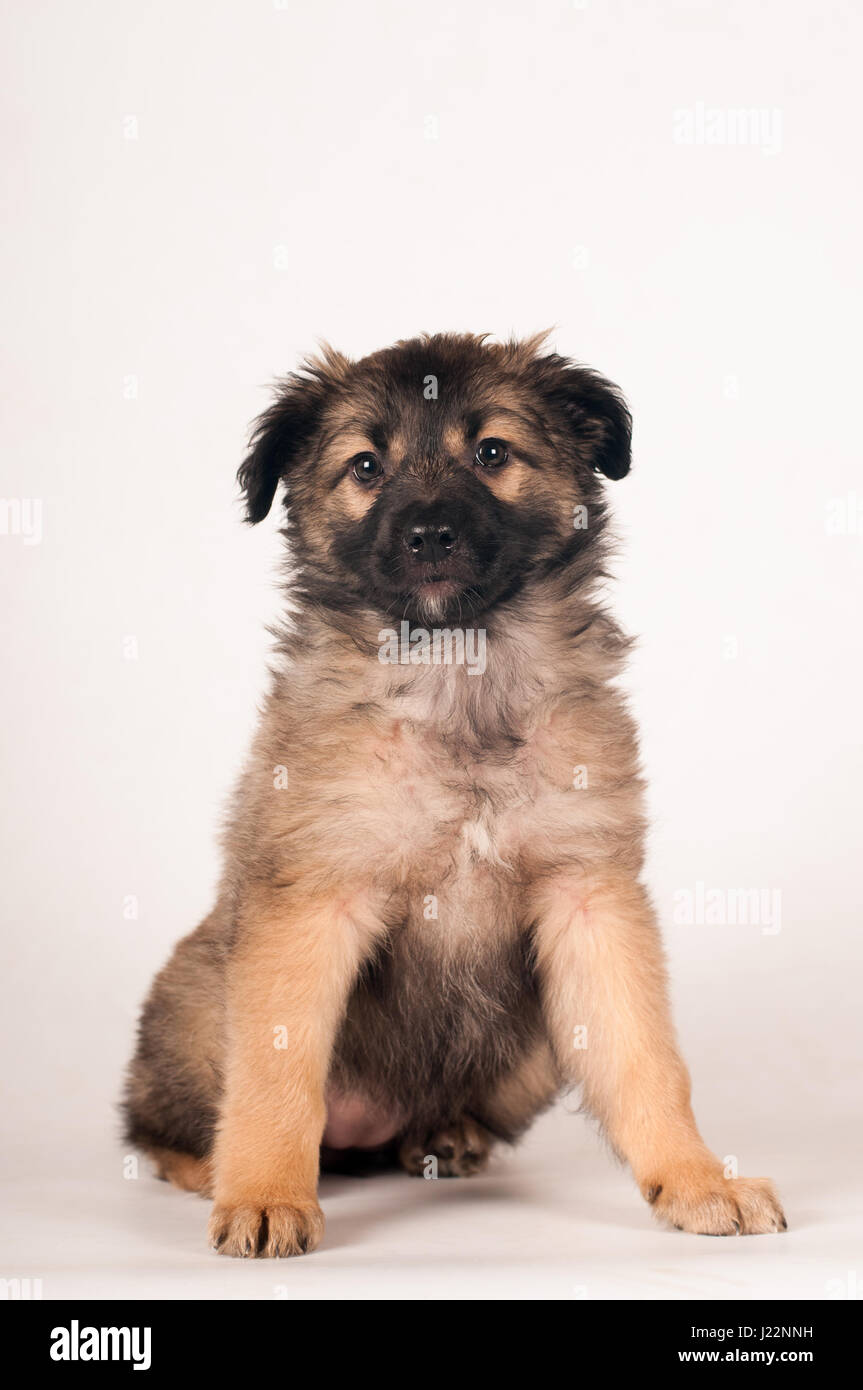 Cute little mixed breed puppy sitting portrait on white background ...