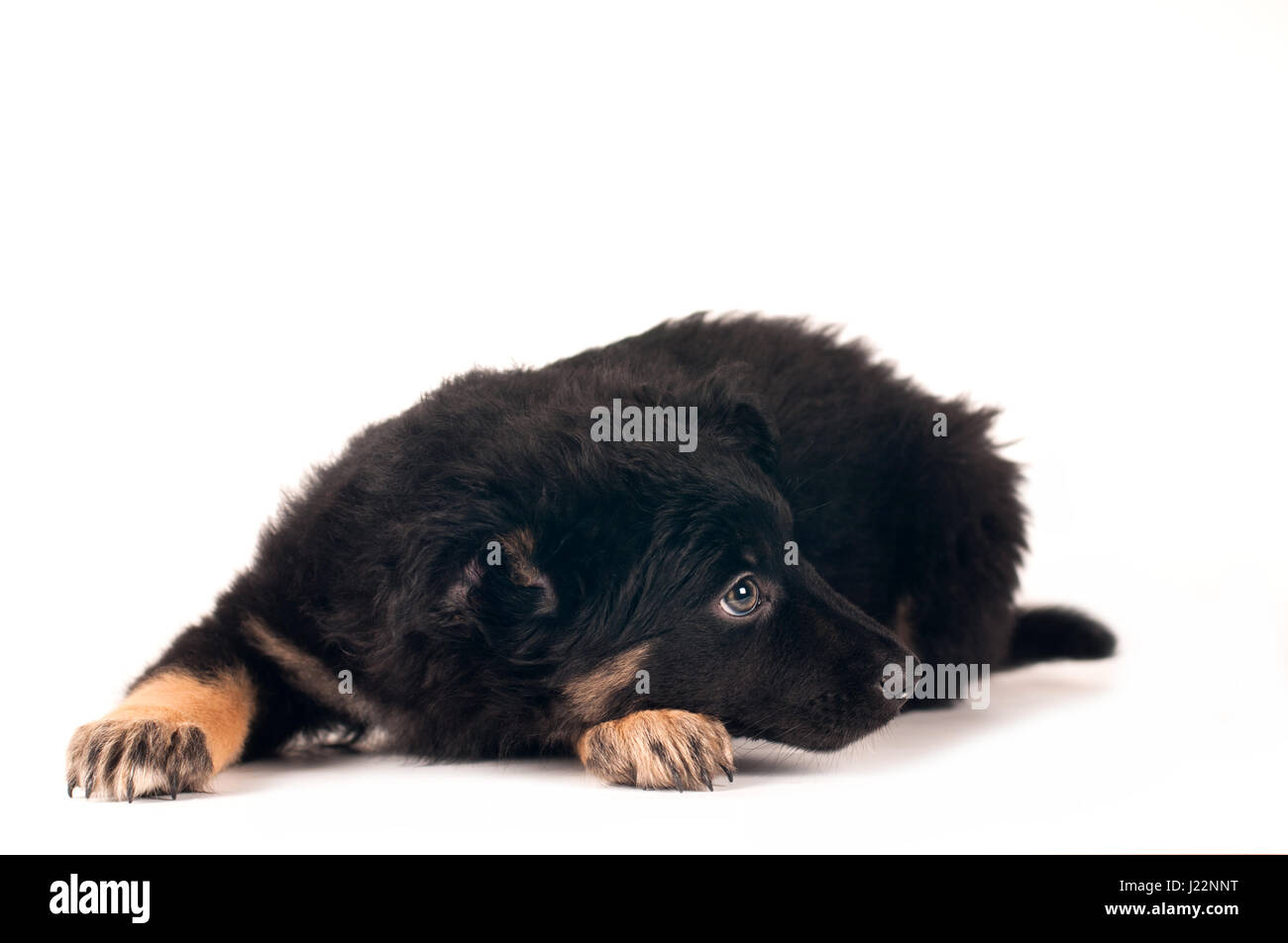 Cute little mixed breed puppy lying portrait on white background Stock ...