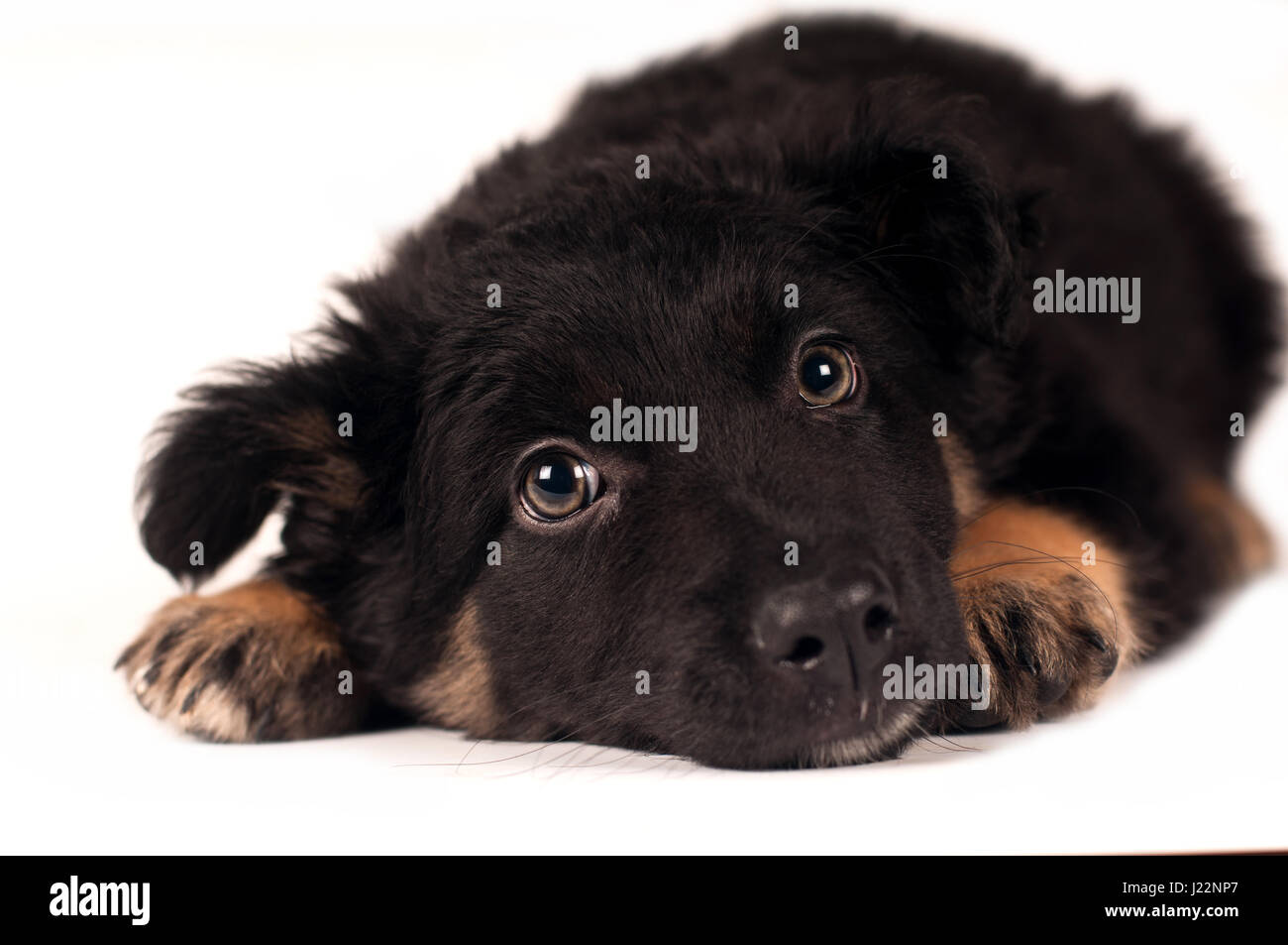 Cute little mixed breed puppy lying portrait on white background Stock ...