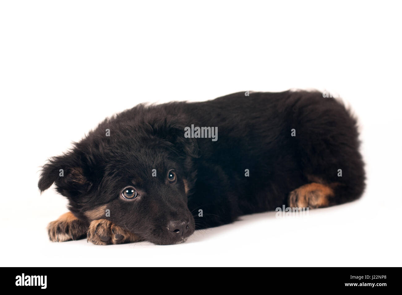 Cute little mixed breed puppy lying portrait on white background Stock ...